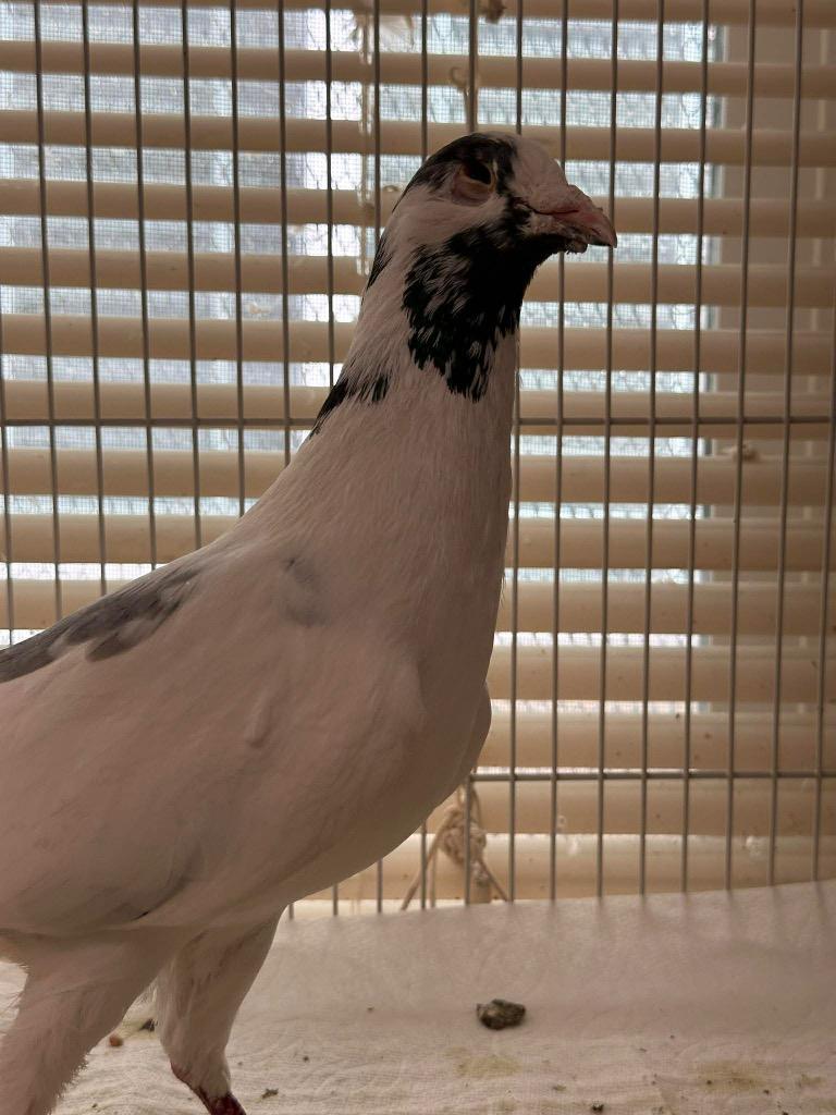 Enlarge Charlie's Pigeons #3, a Adopted Pigeon in San Francisco, CA image 1/1