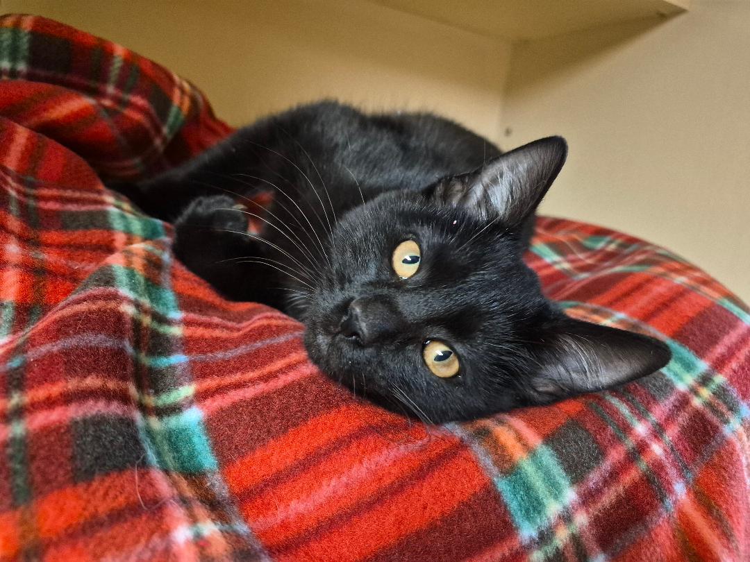 Enlarge Soot Sprite, a Adoptable Domestic Short Hair in Hays, KS image 2/5