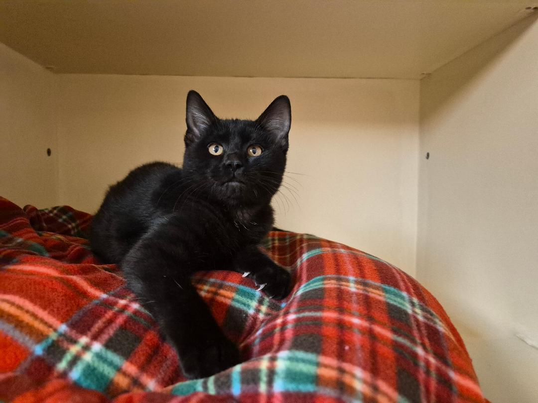 Enlarge Soot Sprite, a Adoptable Domestic Short Hair in Hays, KS image 4/5