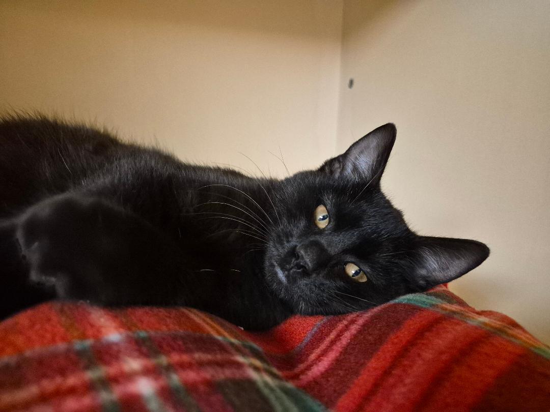 Enlarge Soot Sprite, a Adoptable Domestic Short Hair in Hays, KS image 3/5