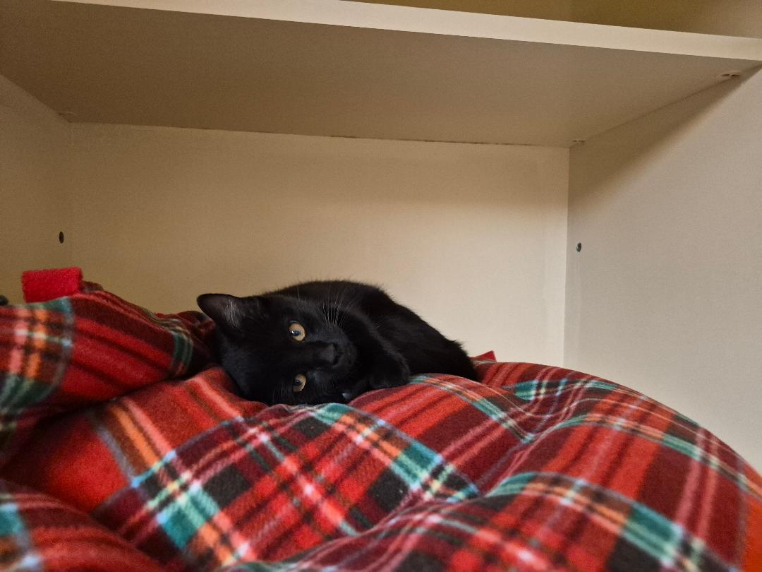 Enlarge Soot Sprite, a Adoptable Domestic Short Hair in Hays, KS image 5/5