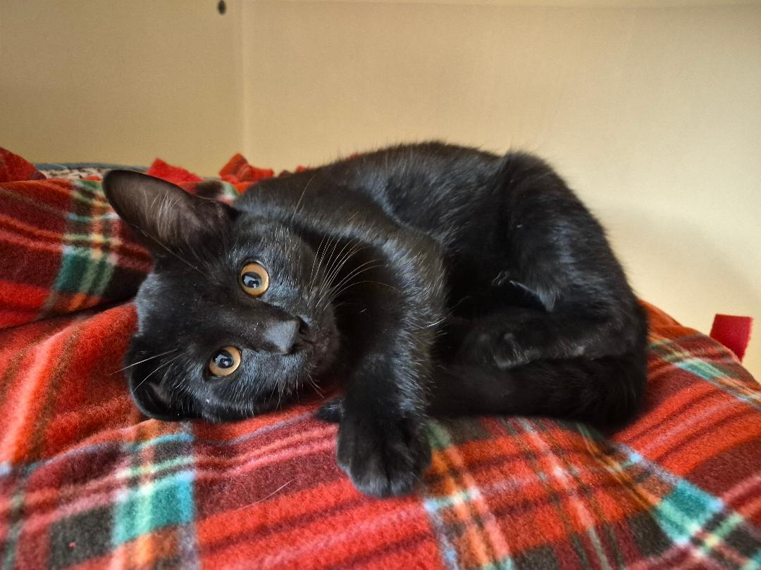 Soot Sprite, Adoptable, Kitten Male Domestic Short Hair.