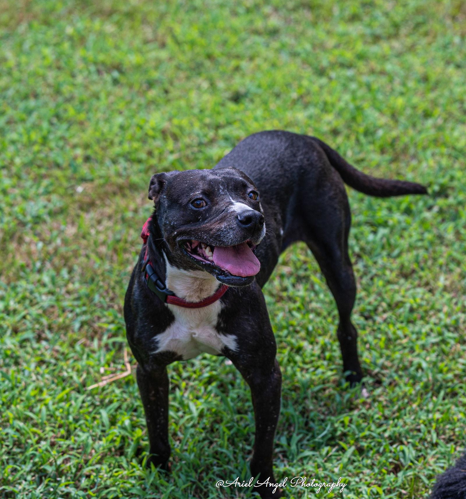Raven, Adoptable, Adult Female American Staffordshire Terrier & Labrador Retriever.