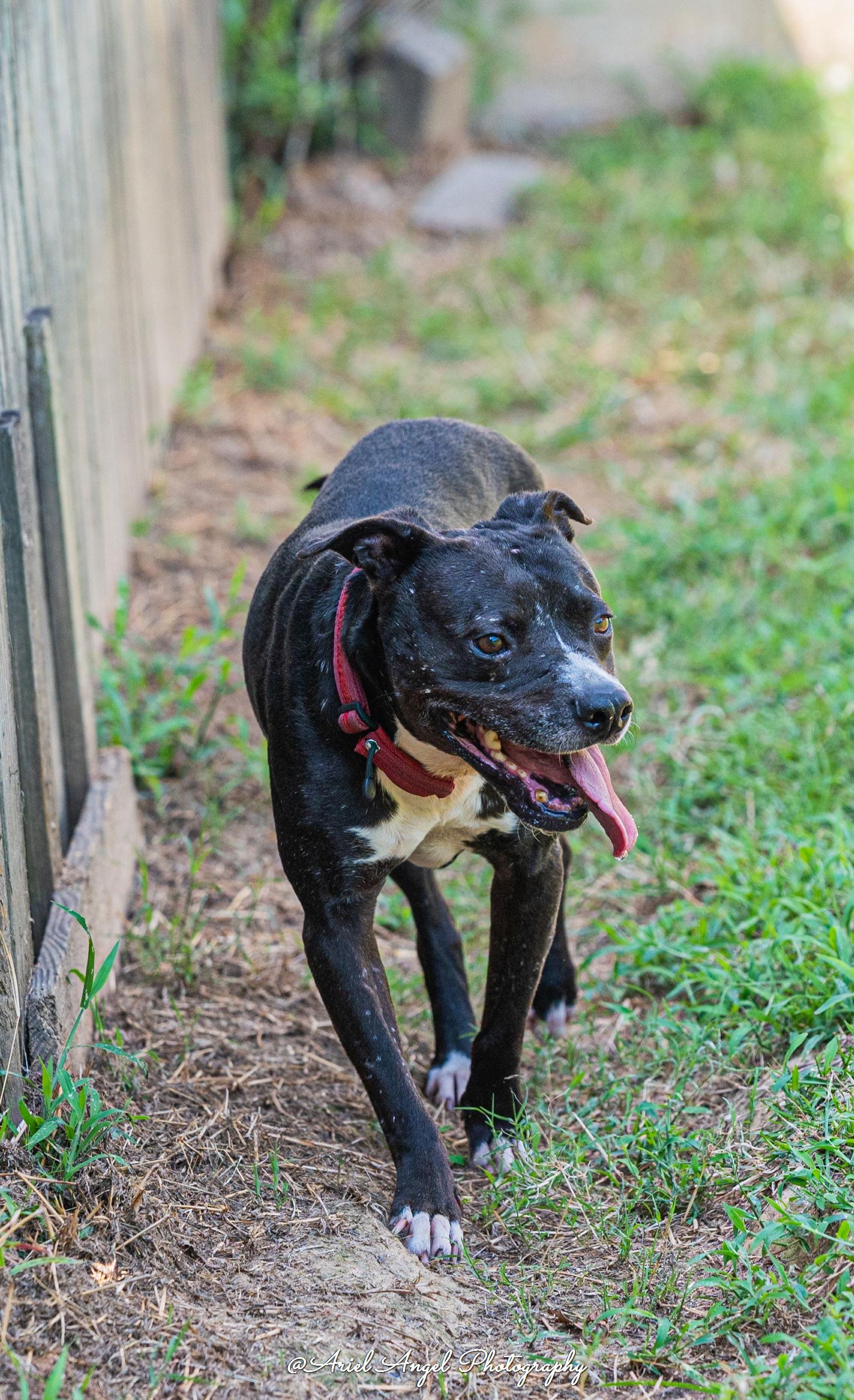 Raven, a Adoptable mixed breed in Munford, TN image 2/6