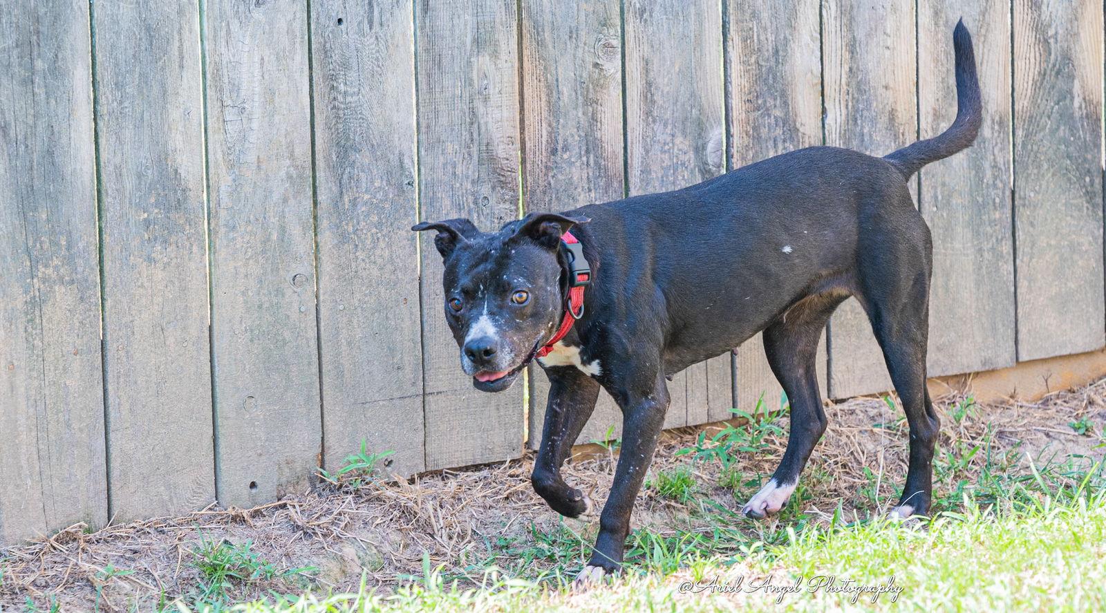 Raven, a Adoptable mixed breed in Munford, TN image 3/6