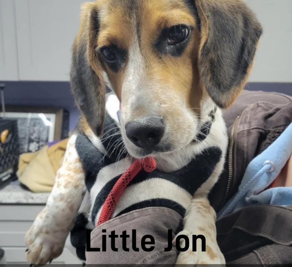 Little Jon, Adopted, Puppy Male Beagle.