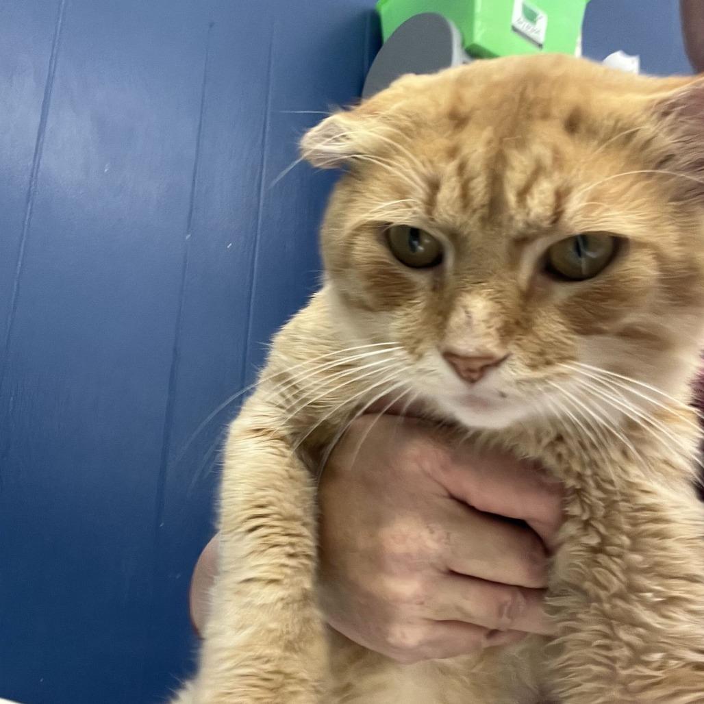 Enlarge Victor, a Adoptable Domestic Medium Hair in Oak Hill, WV image 1/1