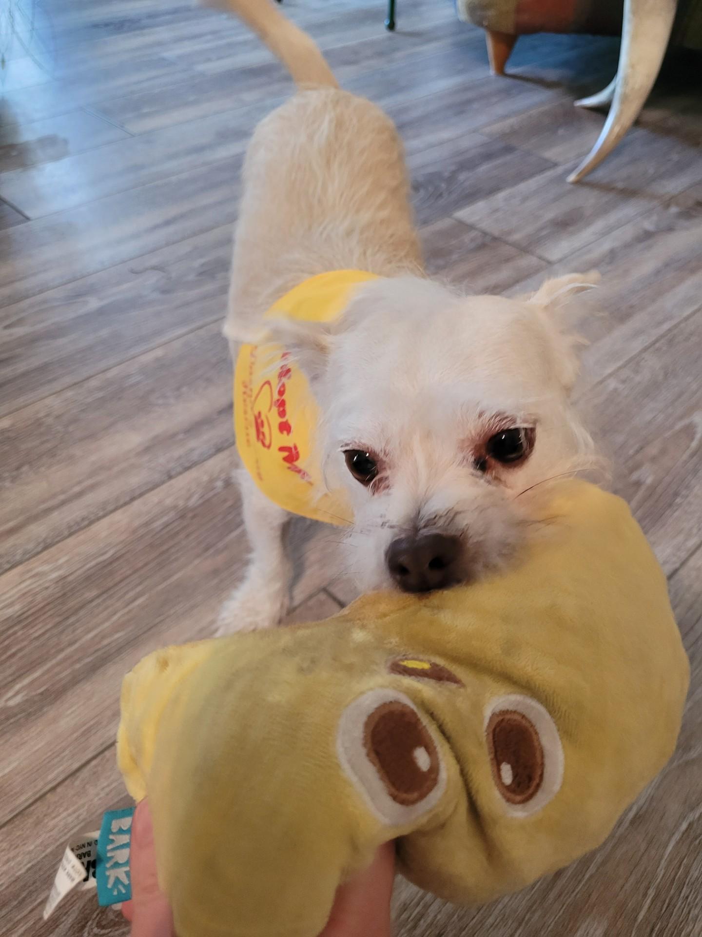 JJ, Adoptable, Adult Male Cairn Terrier & Chihuahua.