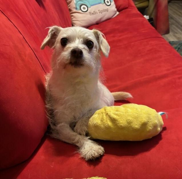 JJ, Adoptable, Adult Male Norfolk Terrier & Chihuahua.