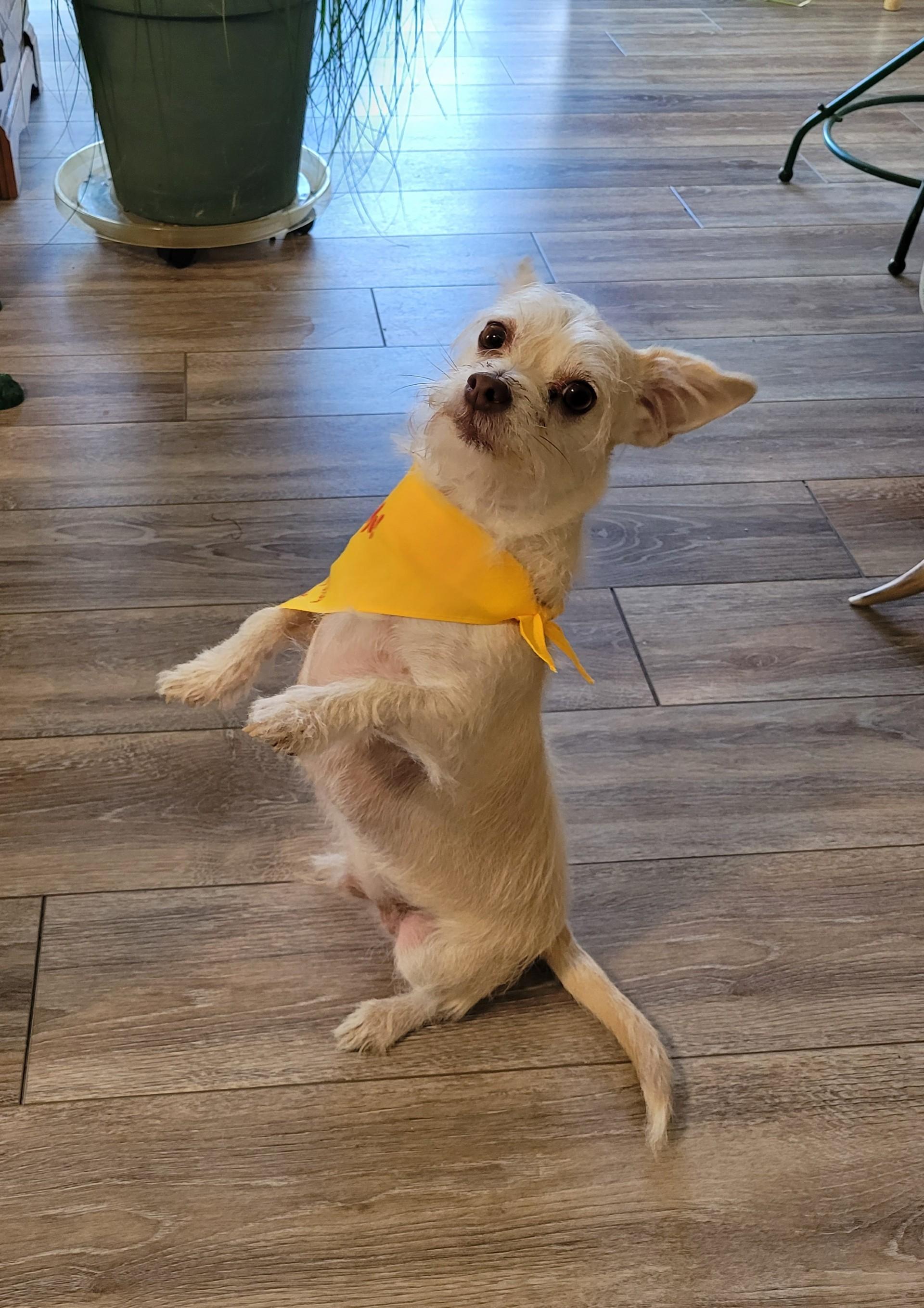 JJ, Adoptable, Adult Male Cairn Terrier & Chihuahua.