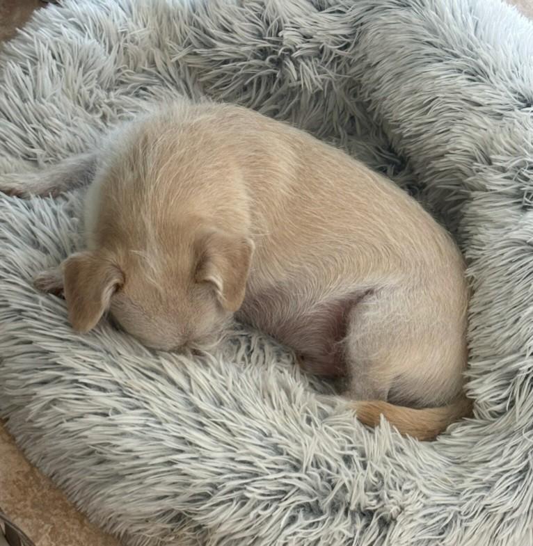 JJ, a Adoptable mixed breed in Flower Mound, TX image 3/6