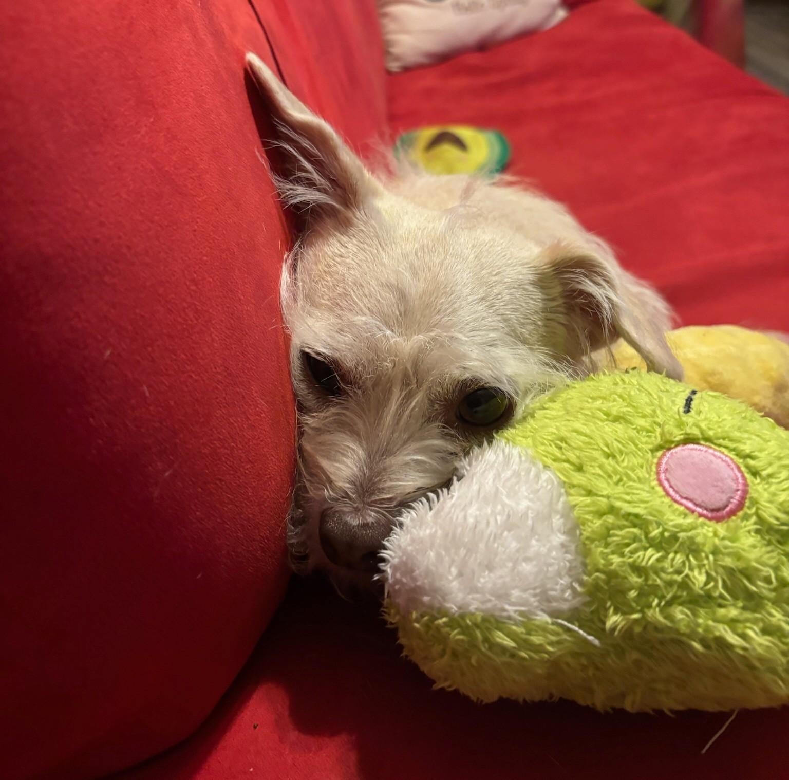 Enlarge JJ, a Adoptable mixed breed in Flower Mound, TX image 3/6