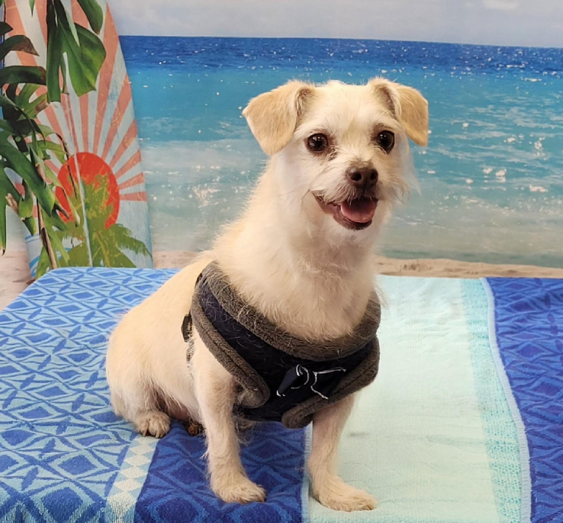 JJ, a Adoptable mixed breed in Flower Mound, TX image 4/6