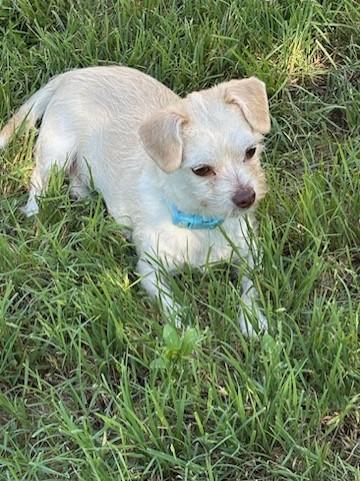 JJ, a Adoptable mixed breed in Flower Mound, TX image 5/6