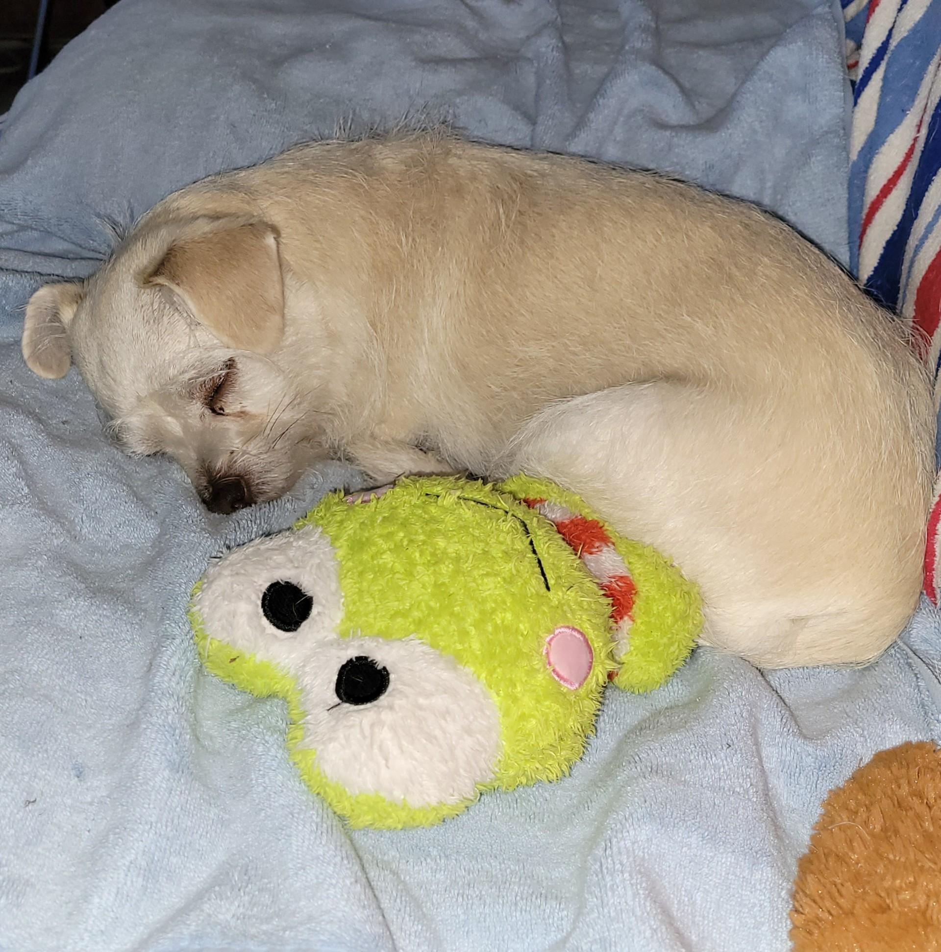 Enlarge JJ, a Adoptable mixed breed in Flower Mound, TX image 2/6