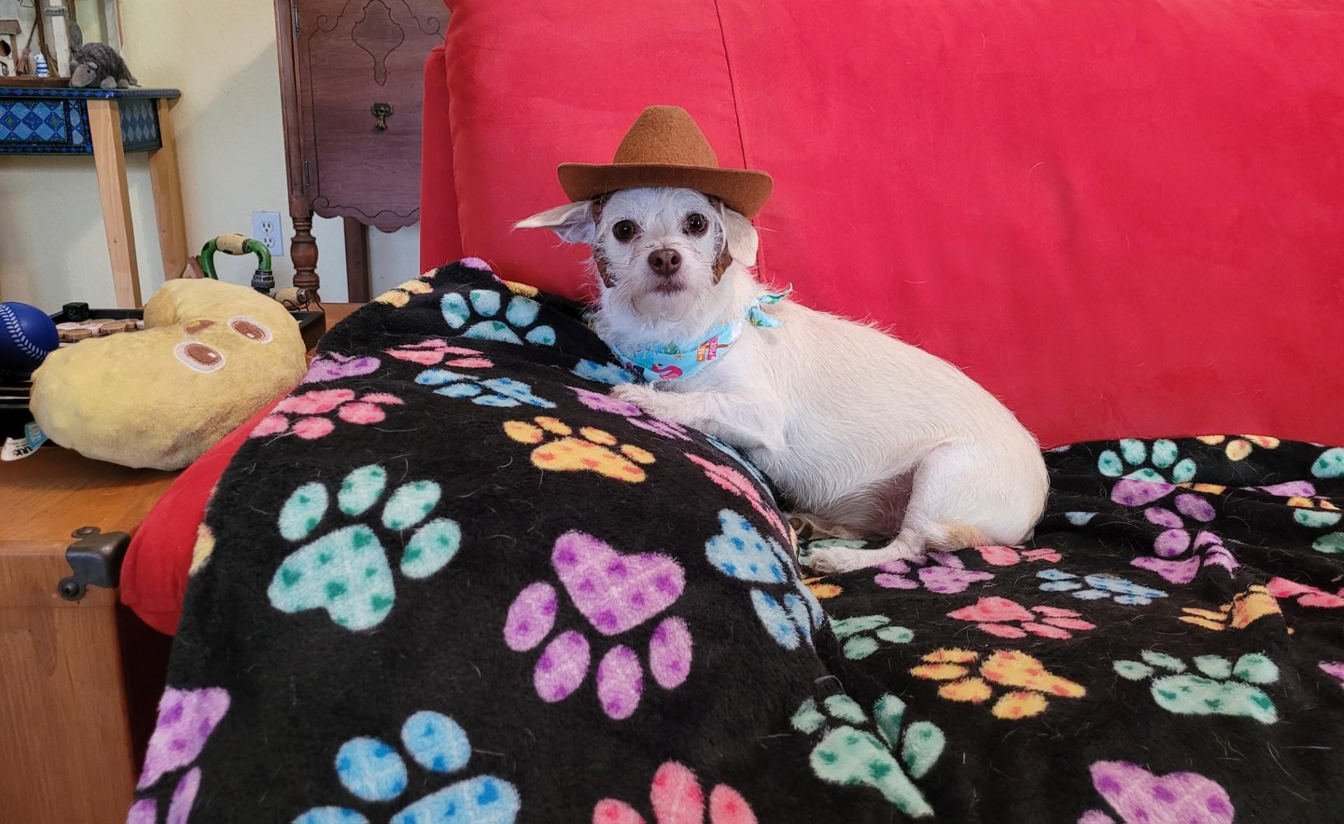 JJ, a Adoptable mixed breed in Flower Mound, TX image 6/6