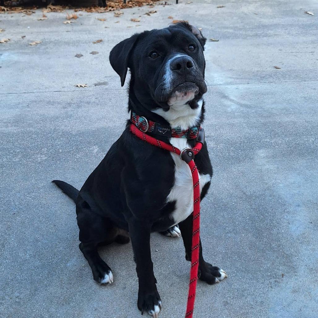 Tucker, Adoptable, Young Male Boxer & Labrador Retriever.