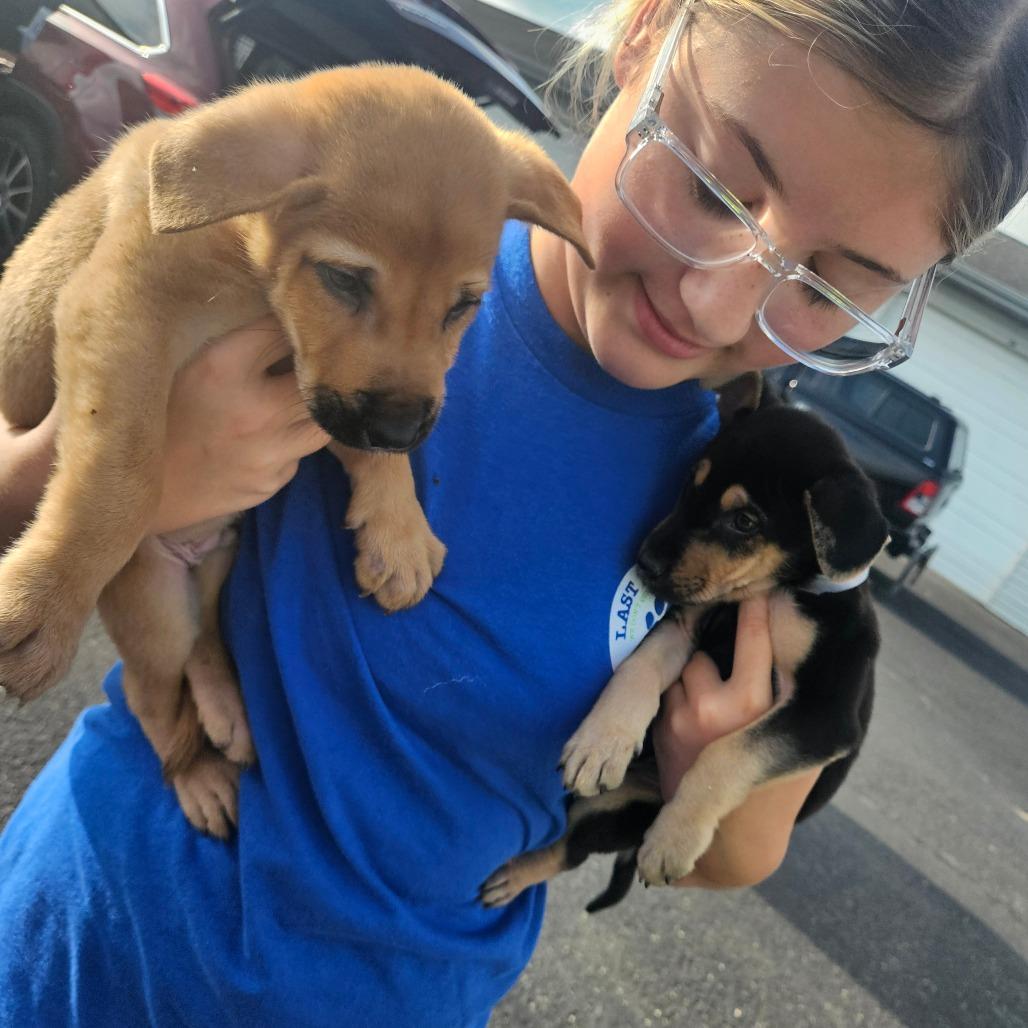 Luke, Adoptable, Puppy Male Labrador Retriever & Mixed Breed.