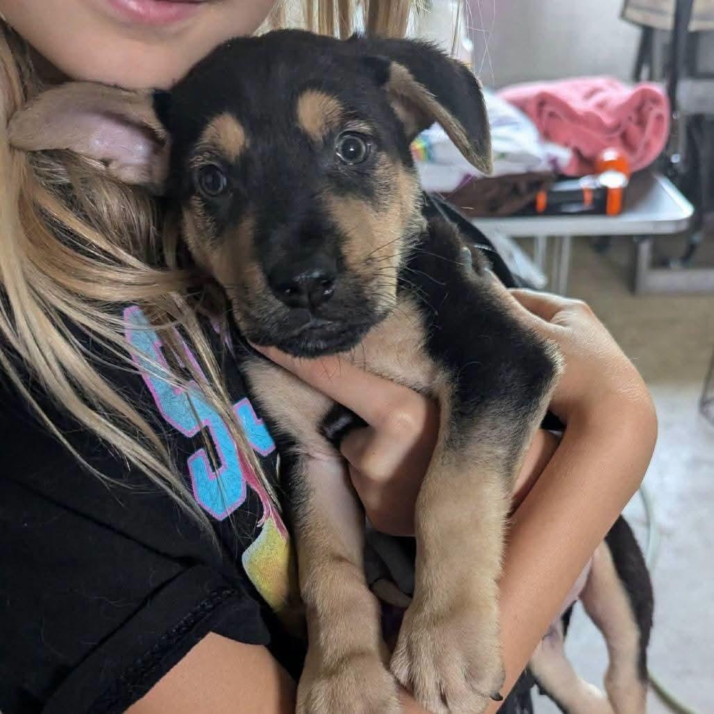 Enlarge Luke, a Adoptable mixed breed in Tomah, WI image 2/6