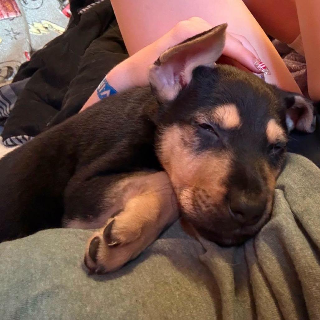 Enlarge Luke, a Adoptable mixed breed in Tomah, WI image 3/6