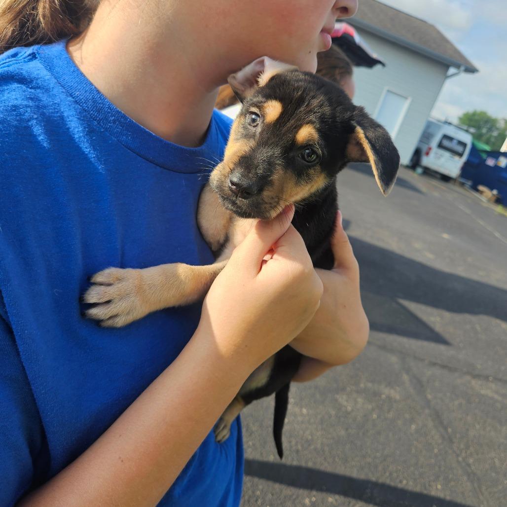 Enlarge Luke, a Adoptable mixed breed in Tomah, WI image 5/6