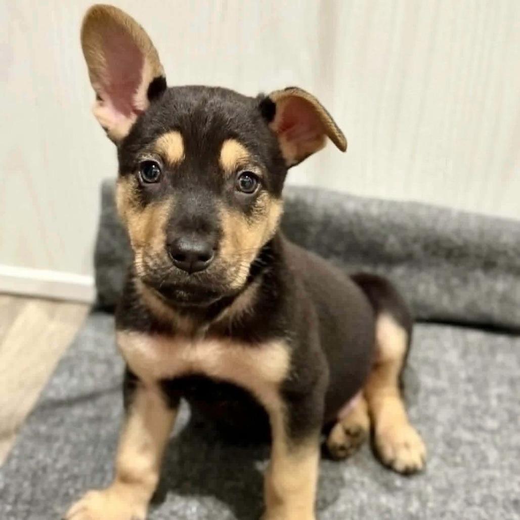 Enlarge Luke, a Adoptable mixed breed in Tomah, WI image 6/6
