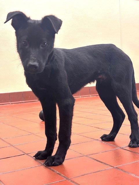 Aspen, Adopted, Puppy Male Labrador Retriever.