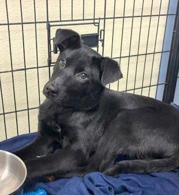 Enlarge Aspen, a Adopted Labrador Retriever in Lake Hopatcong, NJ image 2/3