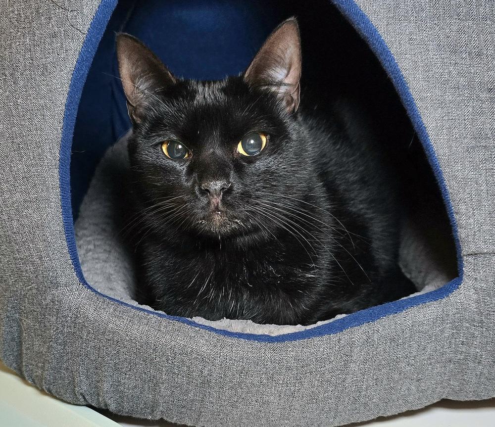 Bo Black, Adoptable, Young Male Domestic Short Hair.