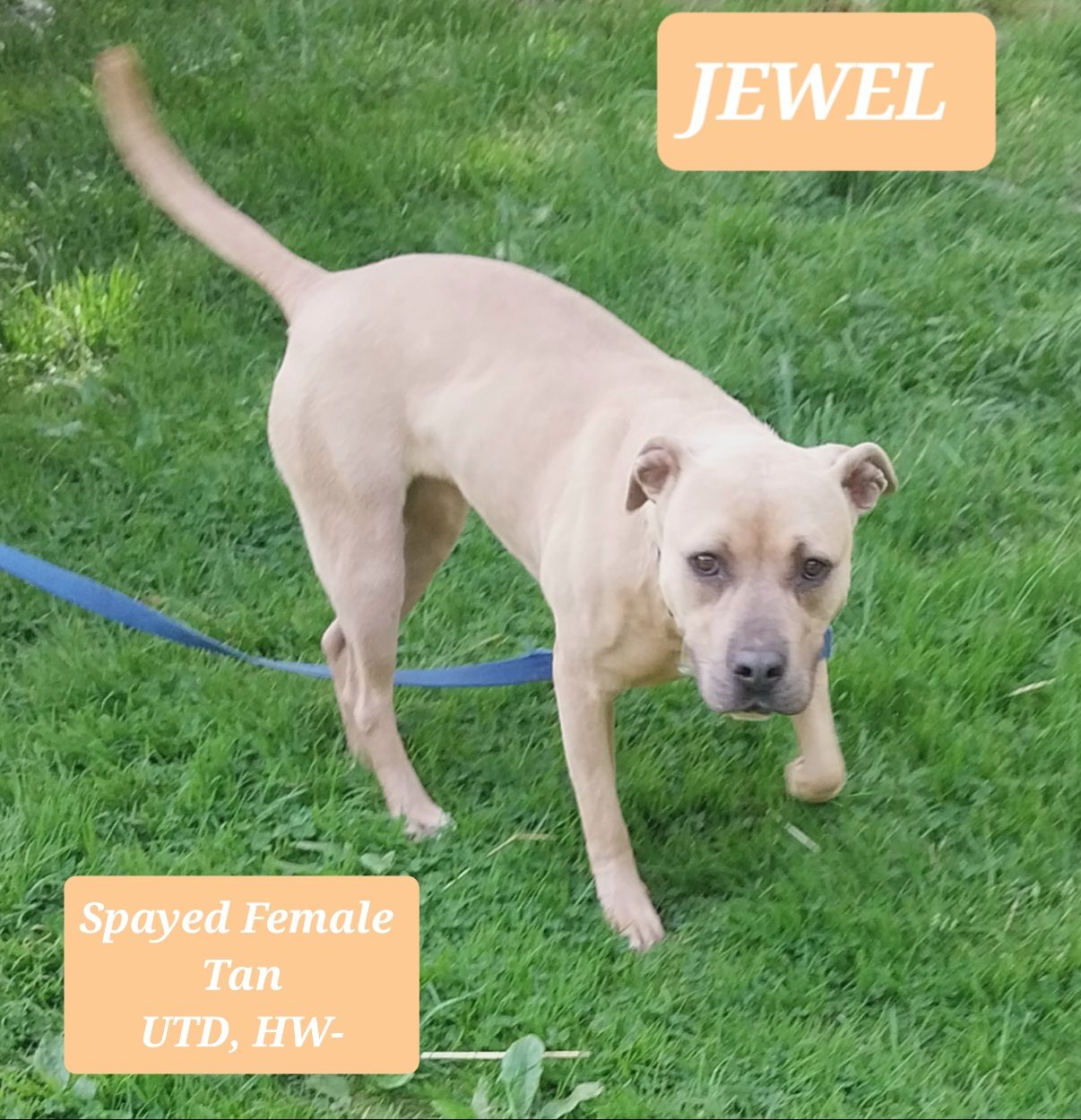 Jewel, a Adoptable mixed breed in Locust Grove, VA image 4/4