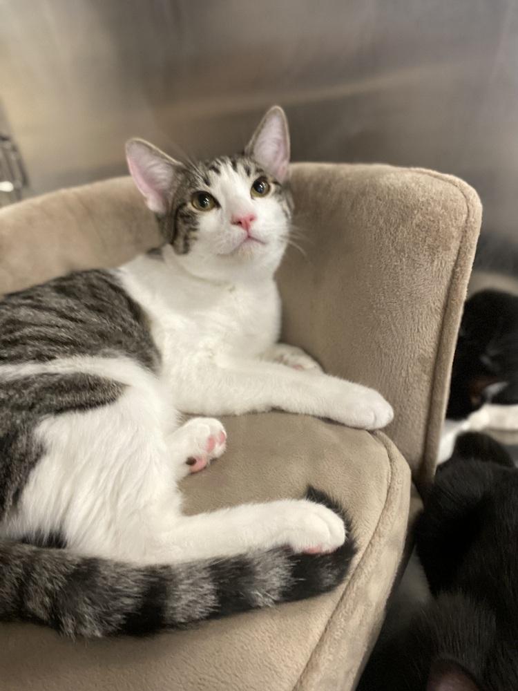 Enlarge Sherman, a Adoptable Domestic Short Hair in Lancaster, CA image 1/6