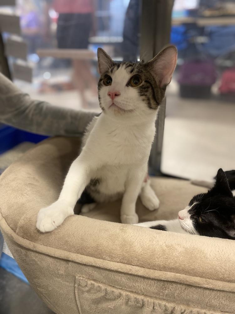 Enlarge Sherman, a Adoptable Domestic Short Hair in Lancaster, CA image 2/6