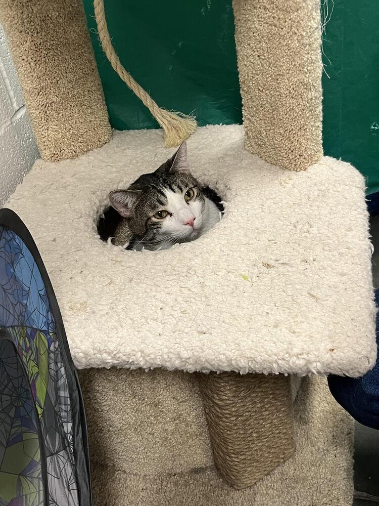 Enlarge Sherman, a Adoptable Domestic Short Hair in Lancaster, CA image 3/6