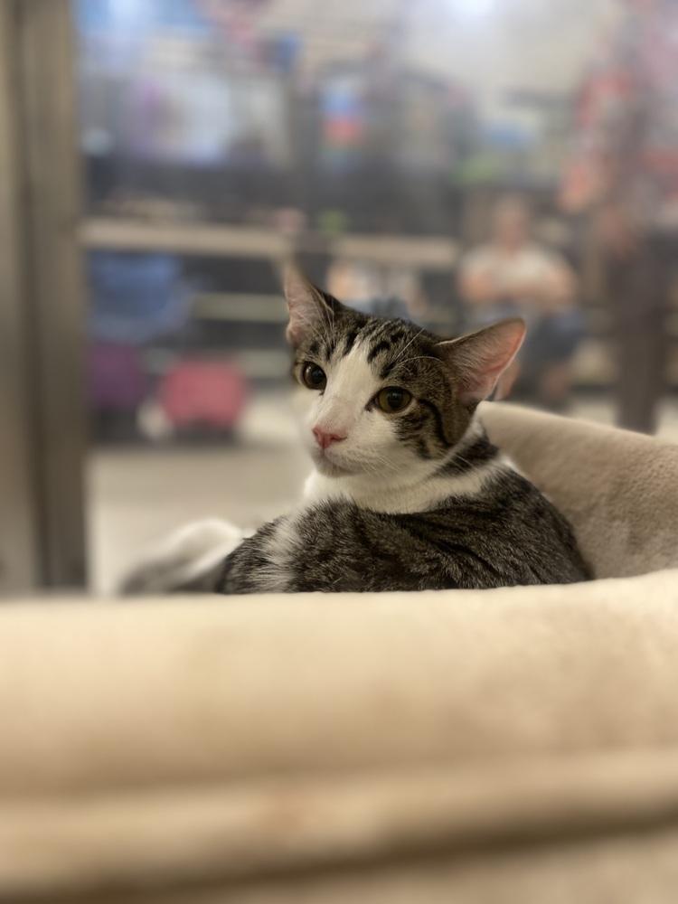 Enlarge Sherman, a Adoptable Domestic Short Hair in Lancaster, CA image 5/6