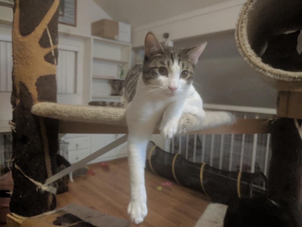 Enlarge Sherman, a Adoptable Domestic Short Hair in Lancaster, CA image 6/6