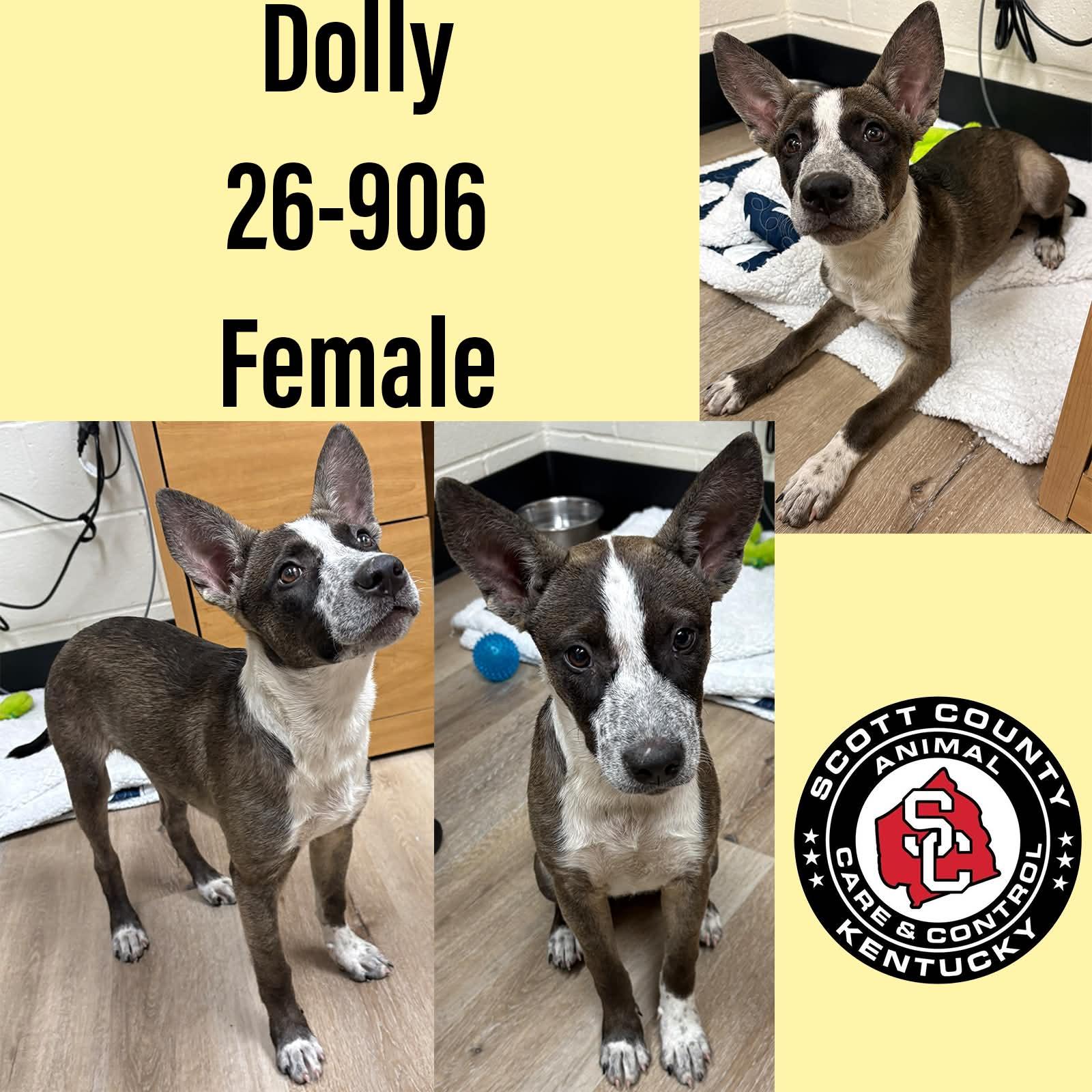 Enlarge Dolly, a Adopted Australian Cattle Dog / Blue Heeler in Georgetown, KY image 1/1