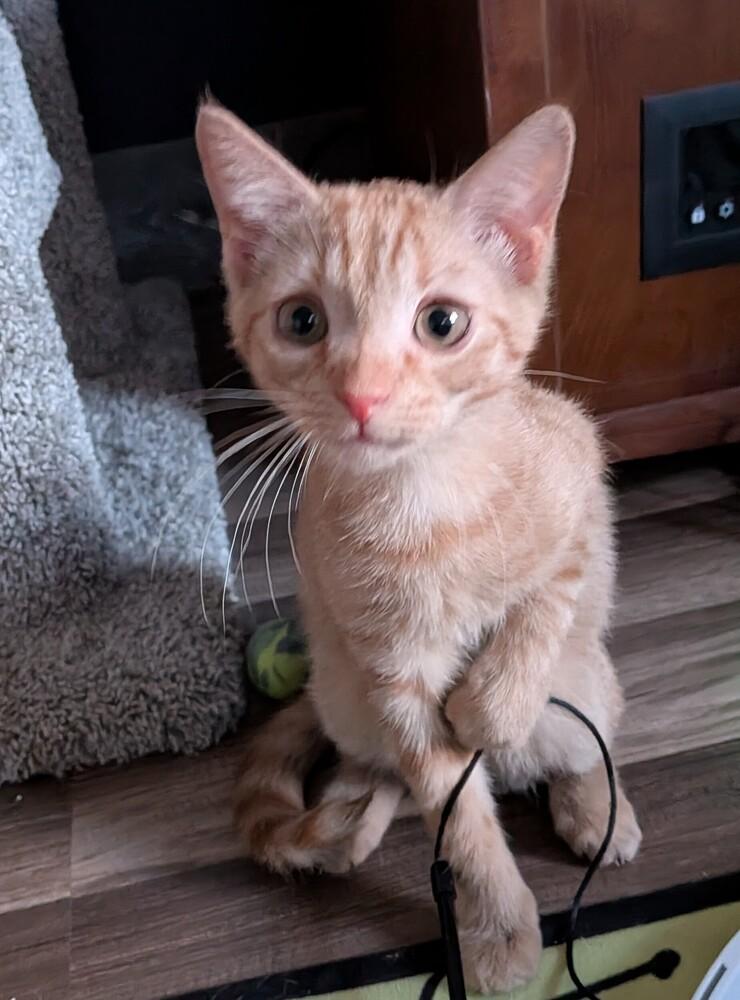Donner w/ Blitzen, Adoptable, Kitten Male Domestic Short Hair.