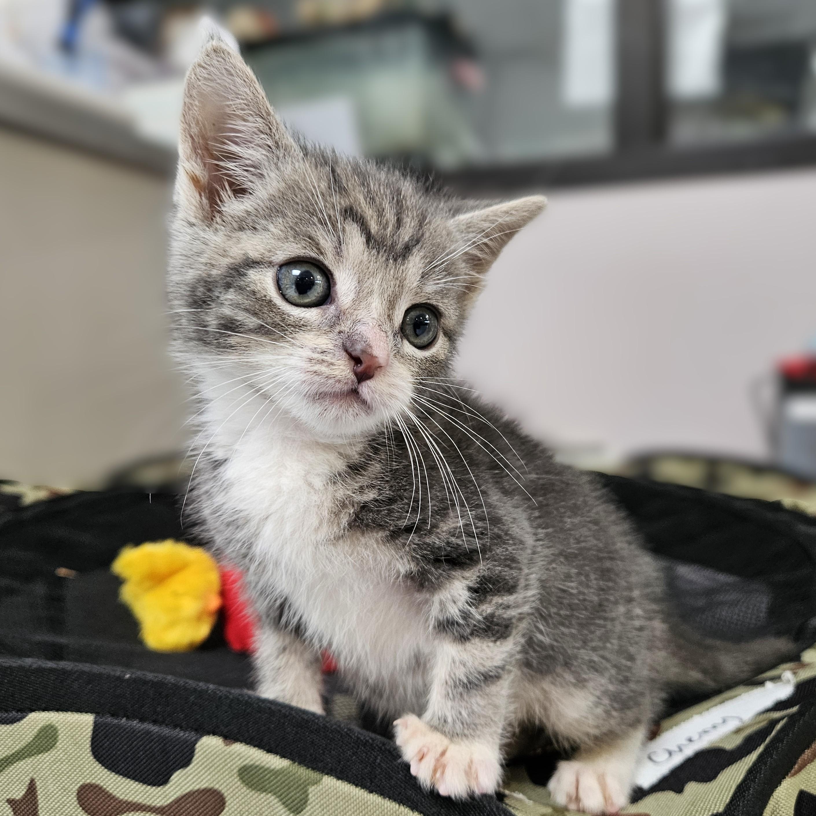 Blueberry, an adopted Domestic Short Hair in Endicott, NY image 2/5