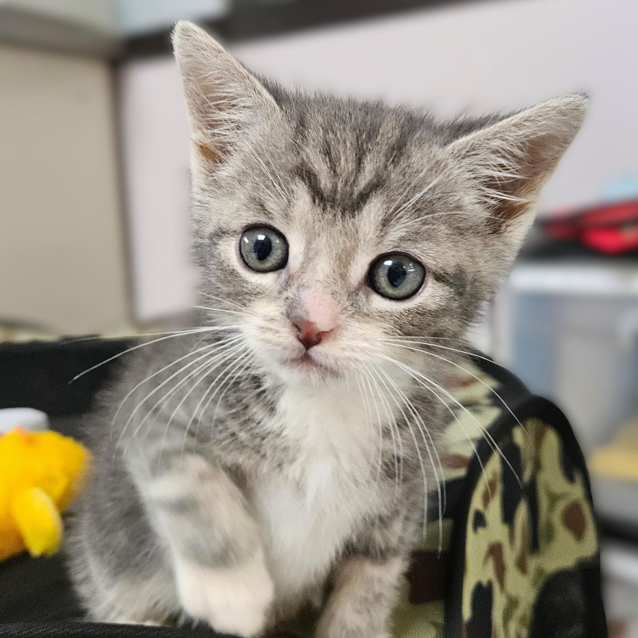 Blueberry, adopted, Kitten Male Domestic Short Hair.