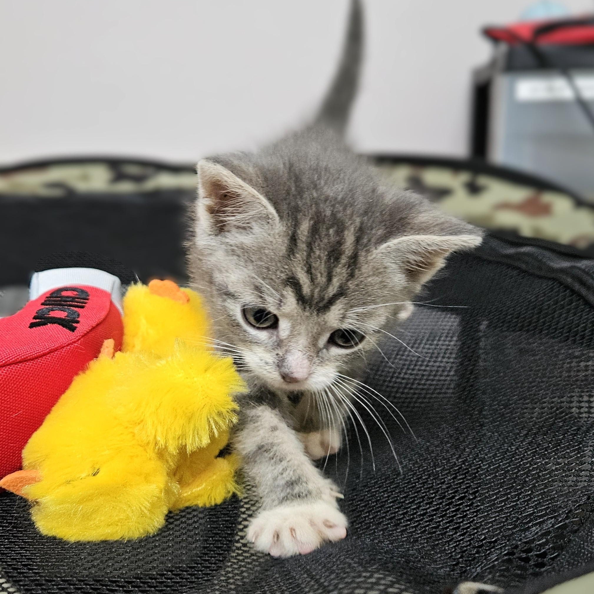 Blueberry, an adopted Domestic Short Hair in Endicott, NY image 4/5