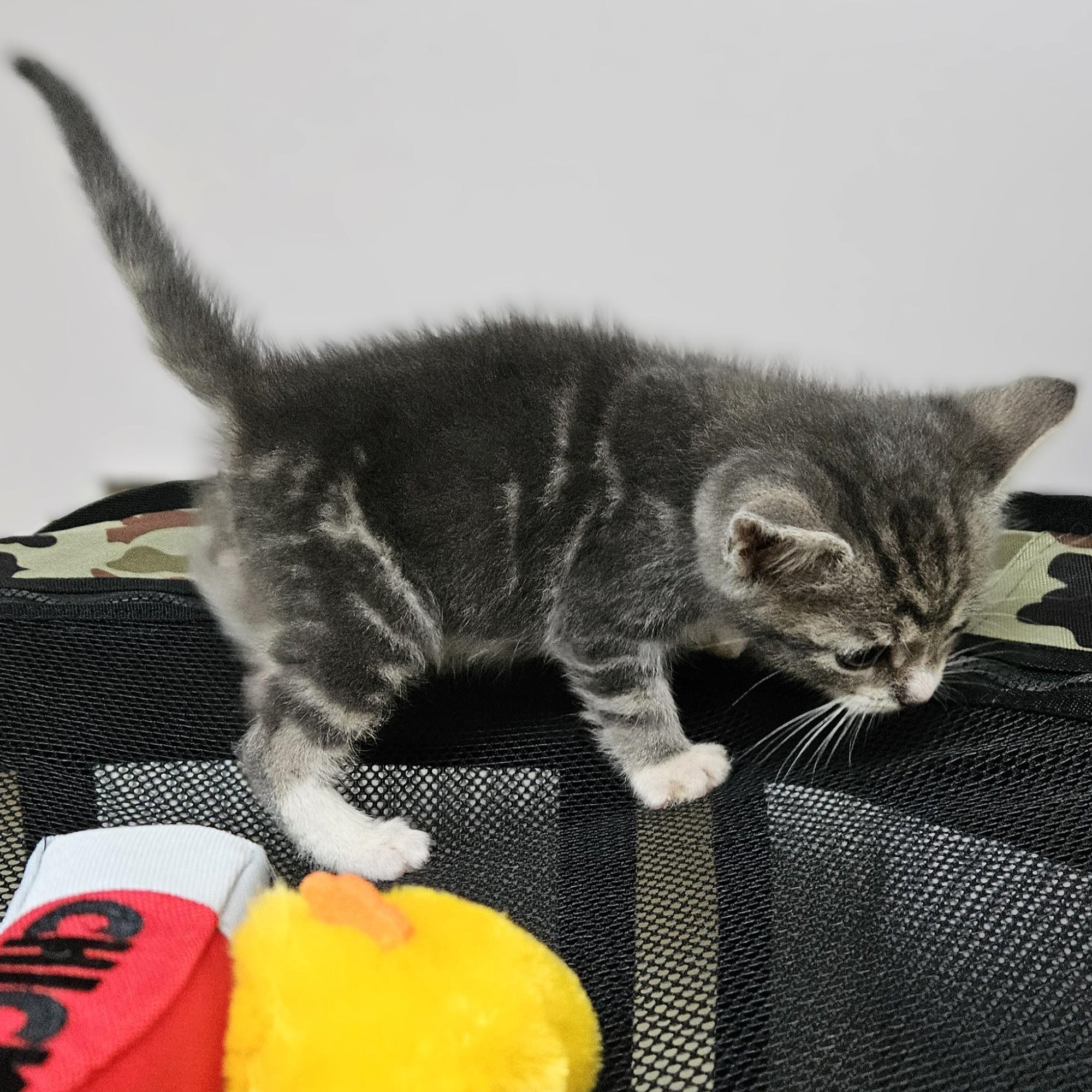 Blueberry, an adopted Domestic Short Hair in Endicott, NY image 5/5