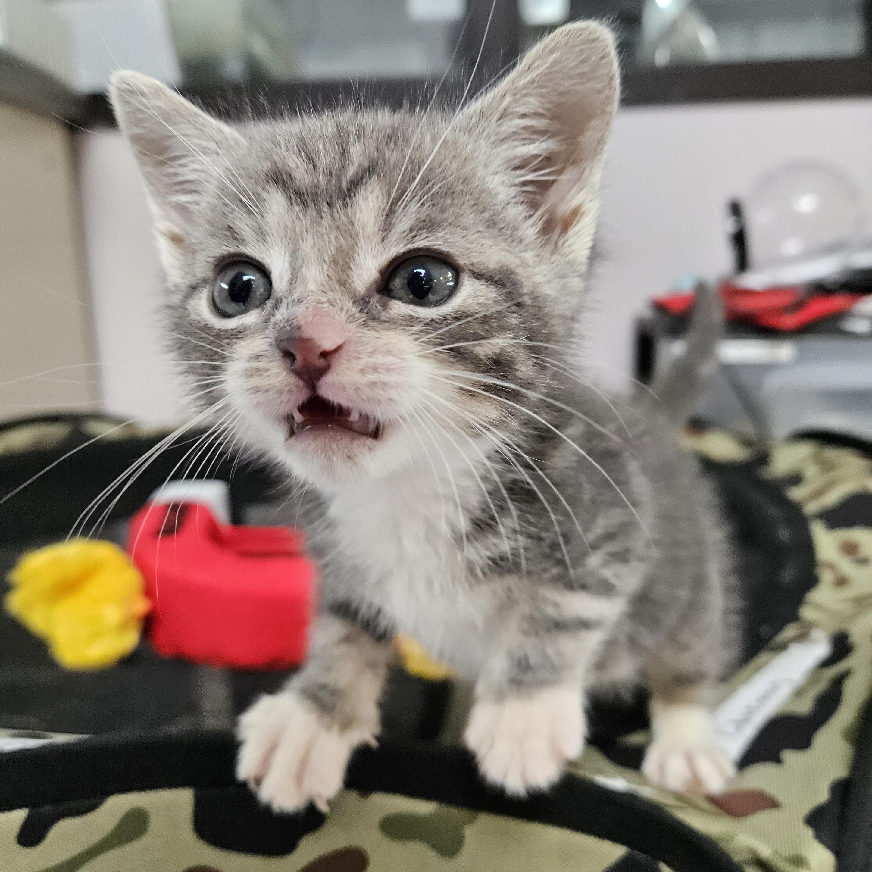 Blueberry, an adopted Domestic Short Hair in Endicott, NY image 3/5