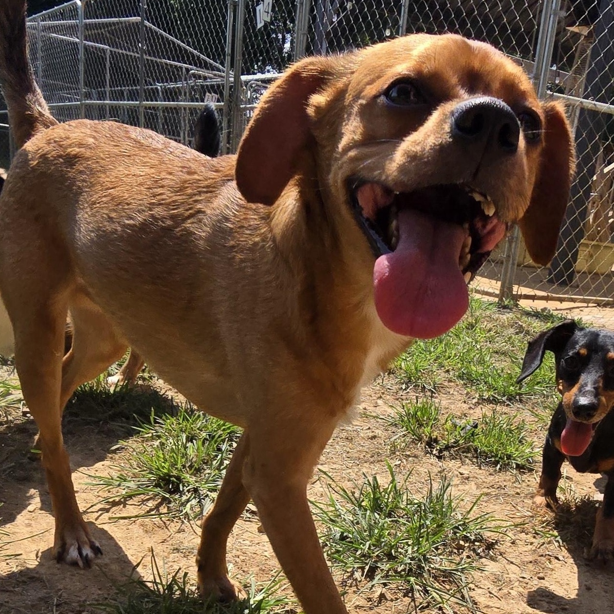 CHEVY, Adoptable, Young Male Boston Terrier & Beagle.