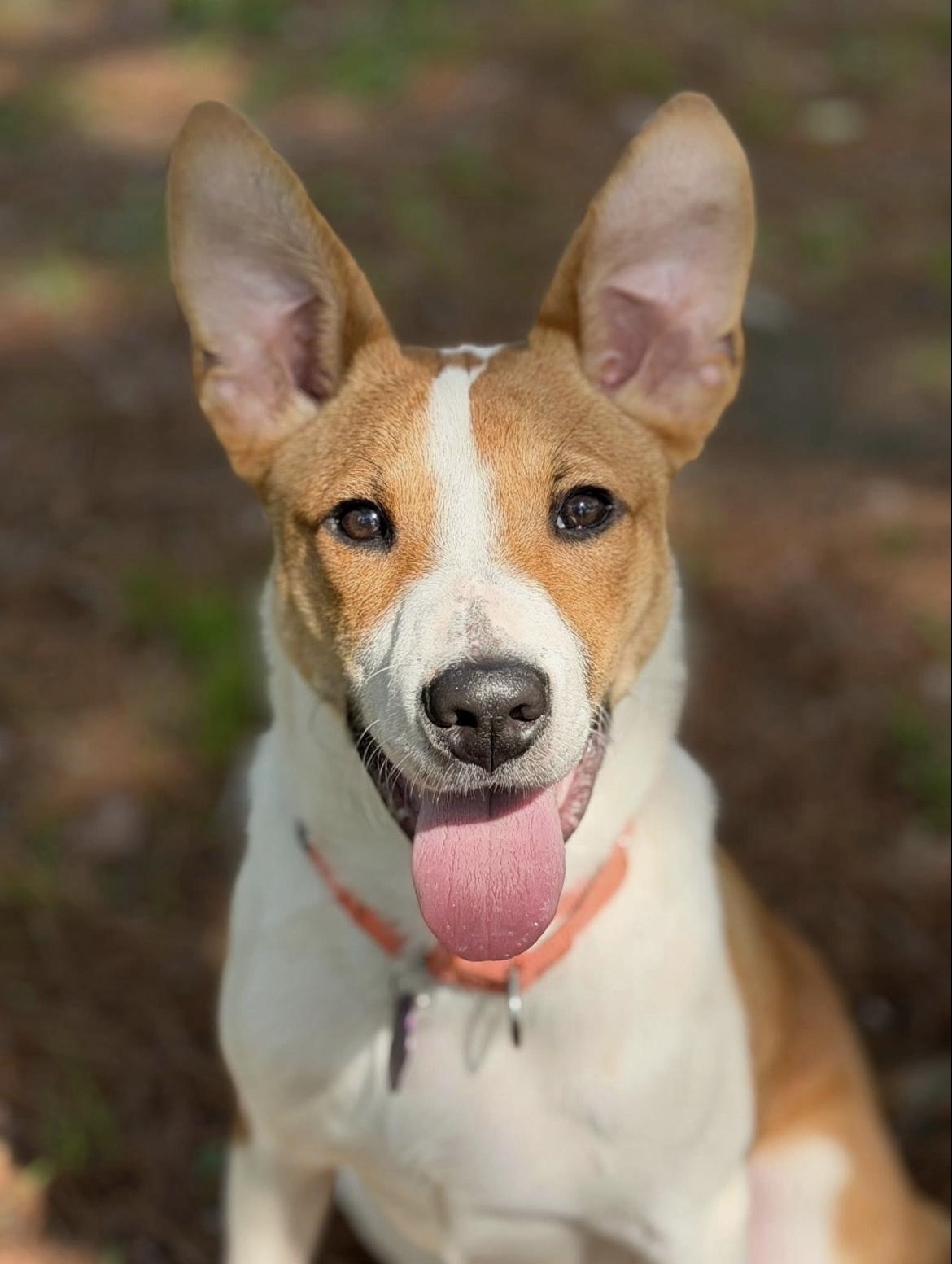 Enlarge Emmett, a ADOPTABLE mixed breed in Wadsworth, OH image 1/1