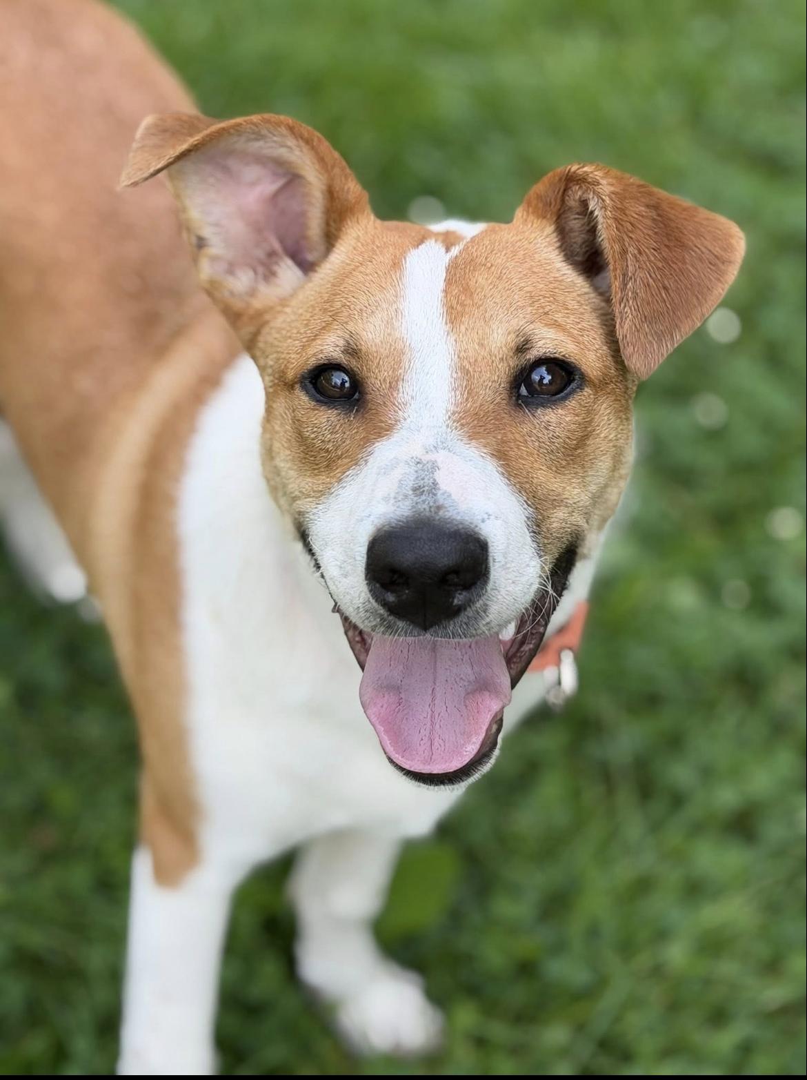 Emmett, ADOPTABLE, Puppy Male Border Collie.