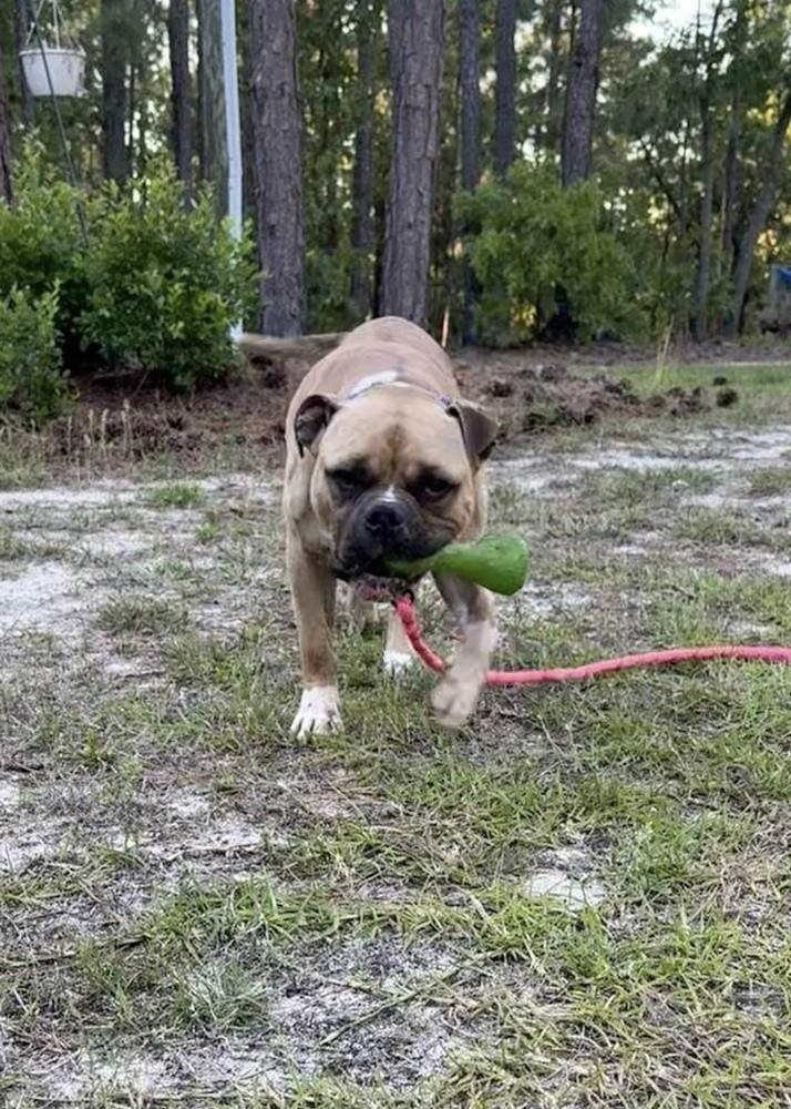 Enlarge Frank, a Adoptable mixed breed in Pottstown, PA image 1/5