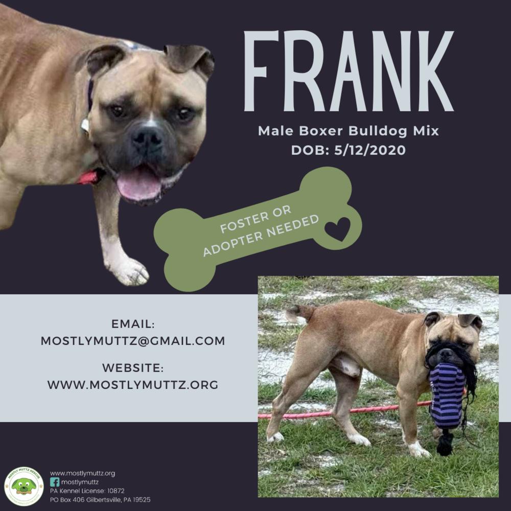 Frank, Adoptable, Adult Male Boxer & American Bulldog.