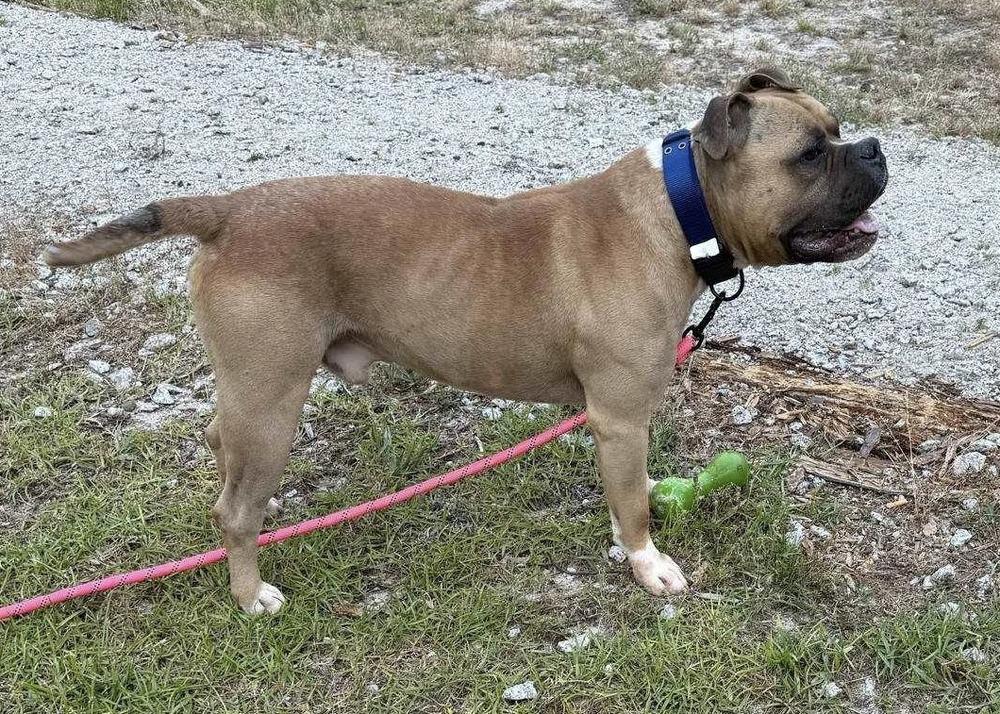 Enlarge Frank, a Adoptable mixed breed in Pottstown, PA image 3/5