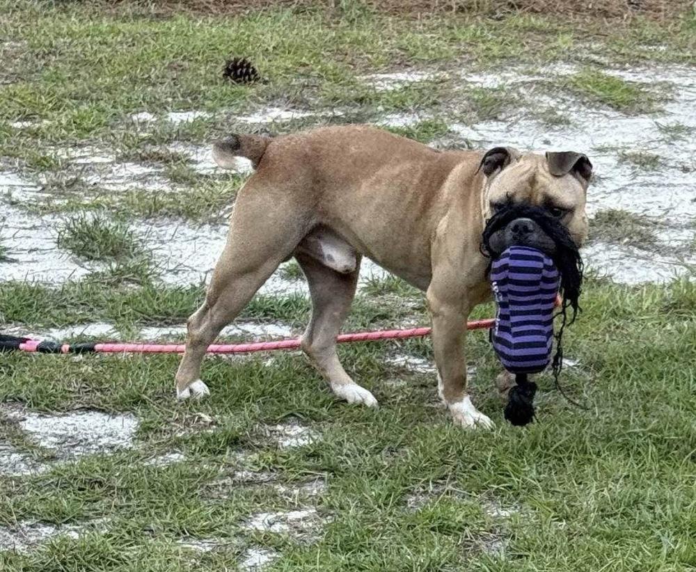 Enlarge Frank, a Adoptable mixed breed in Pottstown, PA image 4/5