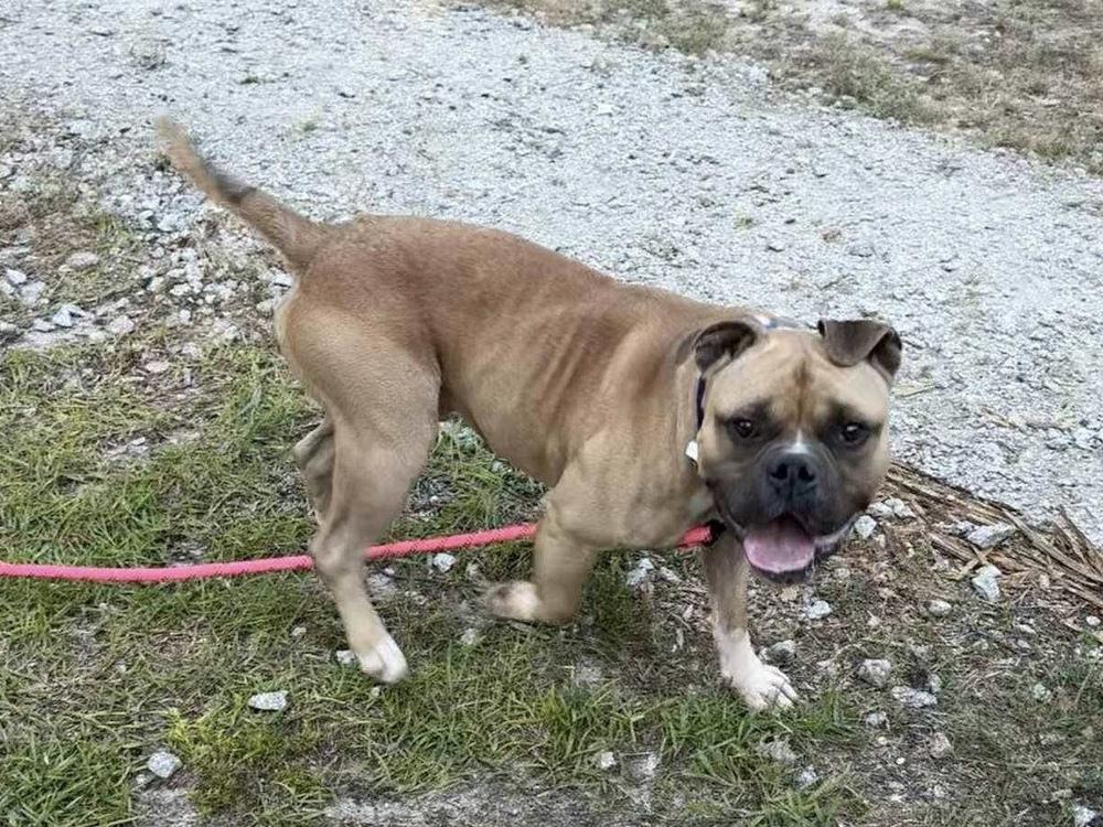 Enlarge Frank, a Adoptable mixed breed in Pottstown, PA image 5/5